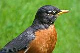 Robin Closeup_48956